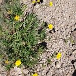 Potentilla gracilis Flower