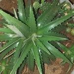 Dyckia brevifolia Лист