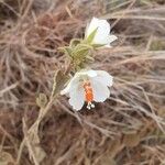 Hibiscus flavifolius Blüte