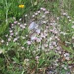 Erigeron acris Elinympäristö