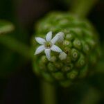 Morinda citrifolia Blüte