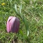 Fritillaria tubaeformis Tervik taim