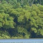Bambusa vulgaris Лист