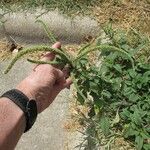 Amaranthus palmeri Hábito