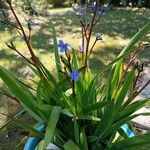 Aristea ecklonii Leaf