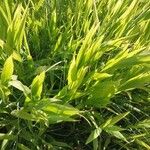 Chasmanthium latifolium Blatt