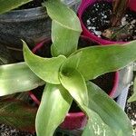 Aechmea fasciataBlatt