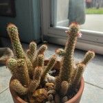 Mammillaria elongata Лист