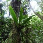 Antrophyum boryanum Hábito
