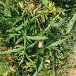 Setaria verticillata عادت داشتن