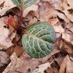 Pyrola picta Leaf