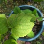 Salvia dorisiana Leaf