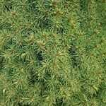 Picea glauca Blad