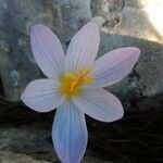 Crocus cambessedesii Blüte
