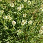 Trifolium montanum Květ