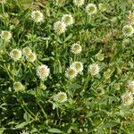 Trifolium montanum 花