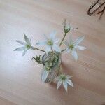 Ornithogalum umbellatumFiore