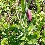 Fritillaria pyrenaica Flor