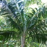 Prestoea acuminata Hábito