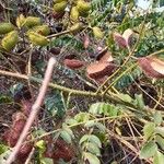 Caesalpinia bonduc Fruit