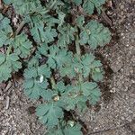 Lomatium martindalei ᱛᱟᱦᱮᱸ