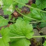 Tellima grandiflora पत्ता