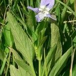 Viola pumila অভ্যাস