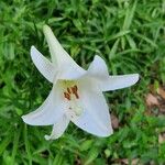 Lilium longiflorumКвітка