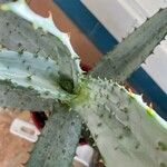 Aloe marlothii 葉