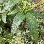 Cedronella canariensis Likasa