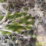 Echinocereus pentalophus Fruit