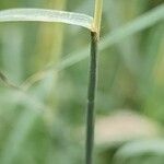 Bothriochloa ischaemum 树皮