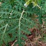 Solanum sisymbriifolium Feuille