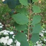 Spiraea trilobata Folha