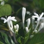 Psychotria calorhamnus Kvet