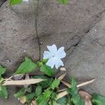 Thunbergia laevis ᱵᱟᱦᱟ