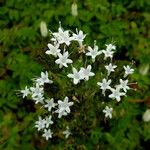 Valeriana sitchensis 花