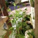 Pimpinella anisum Fruit