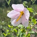 Kosteletzkya pentacarpos Flower