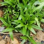 Lilium lancifolium Fuelha