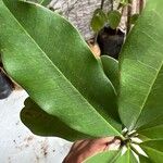 Manilkara hexandra ഇല