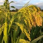 Panicum miliaceum Blatt