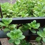 Sedum praealtum List