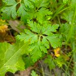 Geranium purpureum Leaf