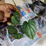 Philodendron brandtianum ഇല