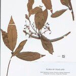 Elaeocarpus rugosus 其他