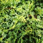 Juniperus horizontalis पत्ता