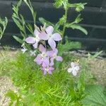 Matthiola longipetala Flower