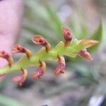 Bulbophyllum oreonastes Flower