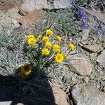 Erigeron aureus Tervik taim